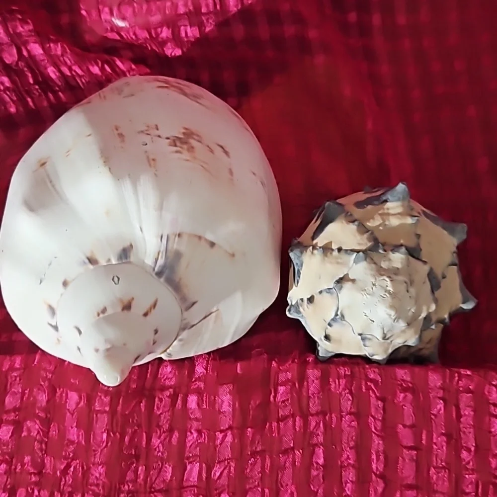 2pc vintage shell 🐚 ,